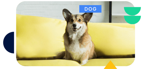 2_Image-Classification